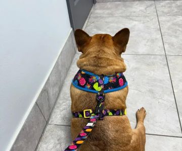 Pet Care