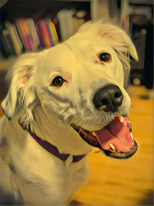 Lincoln Park Veterinary Hospital 5
