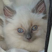 Lincoln Park Veterinary Hospital ico