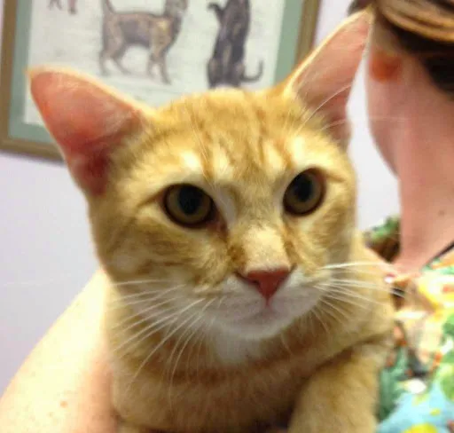 Courtenay Animal Hospital 8