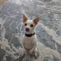Cocoa Veterinary Hospital ico