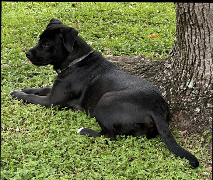 Cocoa Veterinary Hospital 6