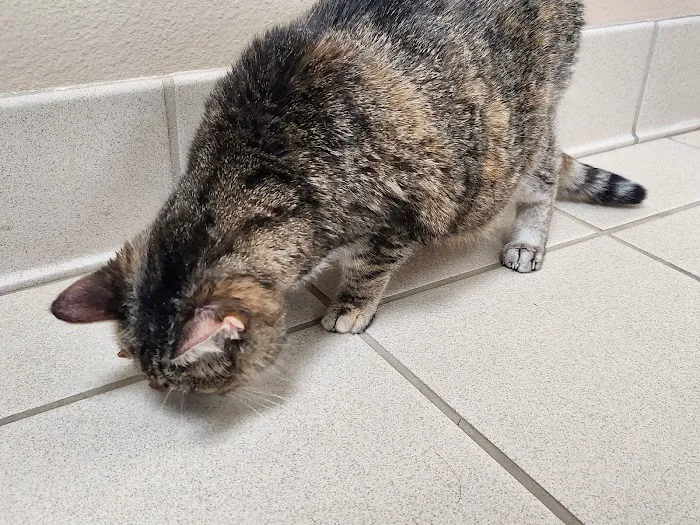 Companion Animal Hospital 5