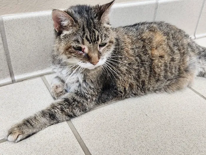Companion Animal Hospital 6