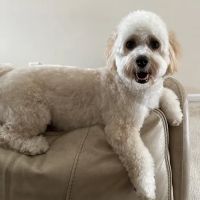 Westchester Veterinary Hospital ico