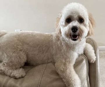 Westchester Veterinary Hospital
