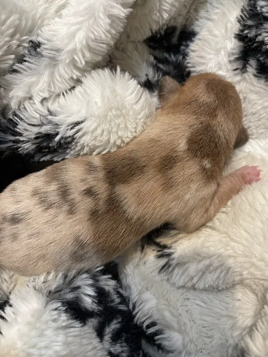 Center Veterinary Hospital 8