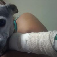Center Veterinary Hospital ico