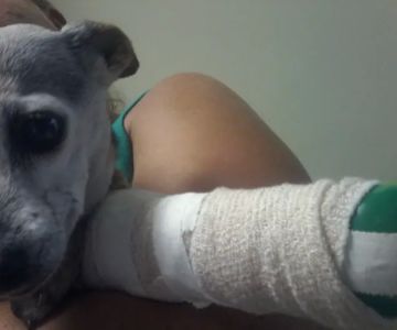 Center Veterinary Hospital
