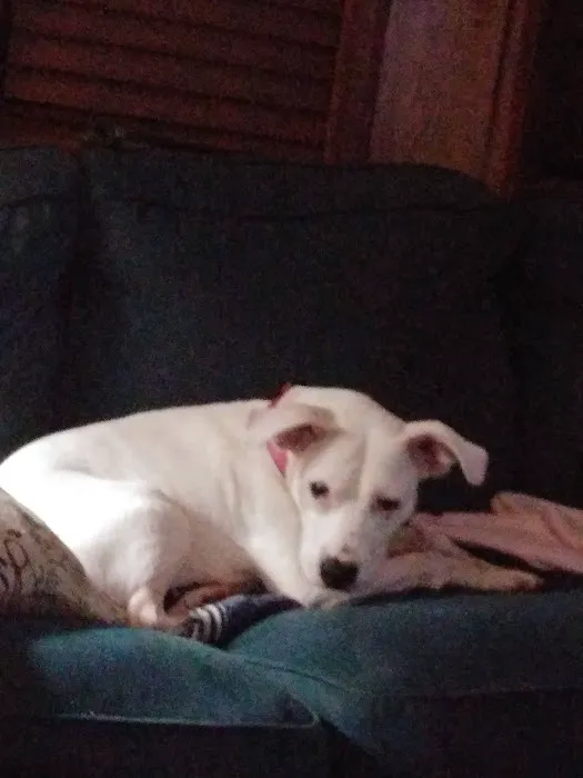 Archdale Animal Clinic 1