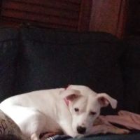 Archdale Animal Clinic ico
