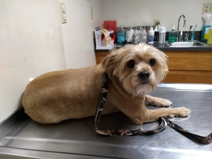 Archdale Animal Clinic 6