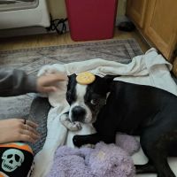 Creekside Veterinary Hospital ico