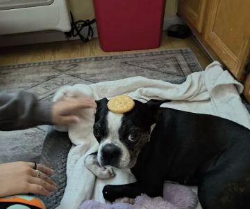 Creekside Veterinary Hospital