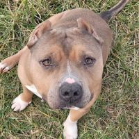 Paws and Claws Affordable Veterinary Clinic ico