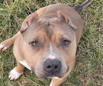 Paws and Claws Affordable Veterinary Clinic