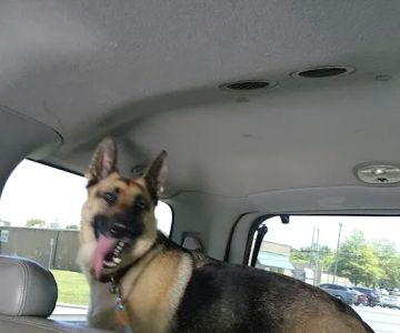 High Point Veterinary Hospital