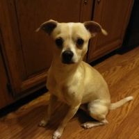 Village Vet Animal Hospital ico