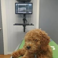 Midway Animal Clinic ico