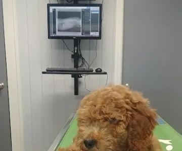 Midway Animal Clinic
