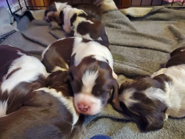 Hickory Tree Veterinary Hospital 4