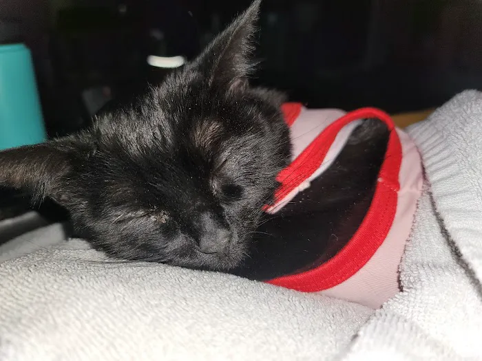 Hickory Tree Veterinary Hospital 9