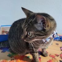 Hickory Tree Veterinary Hospital ico