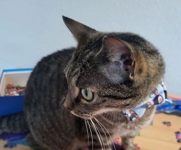Hickory Tree Veterinary Hospital