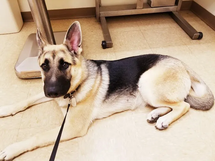 Arcadia Veterinary Hospital 7