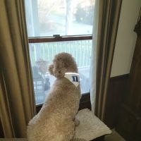 Arcadia Veterinary Hospital ico