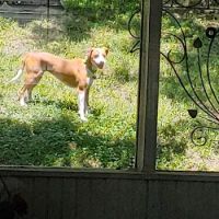 Emerywood Veterinary Hospital PA ico
