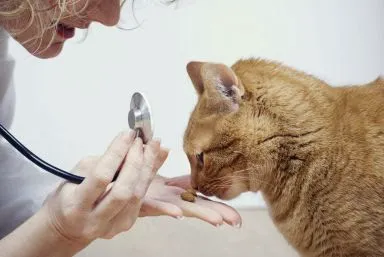 Emerywood Veterinary Hospital PA 10