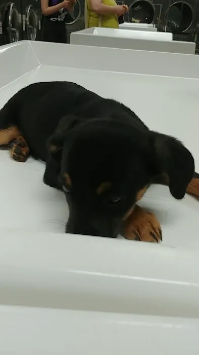 Banfield Pet Hospital 2