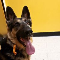 Banfield Pet Hospital ico