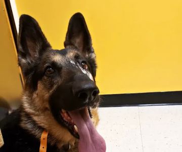 Banfield Pet Hospital