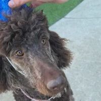 Northwood Animal Hospital ico