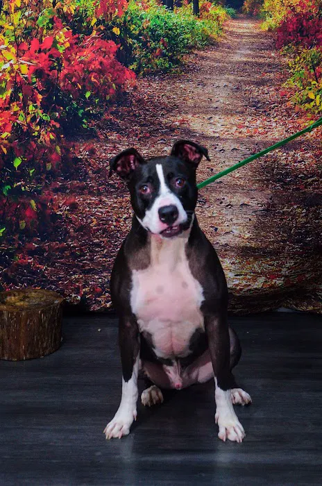 Northwood Animal Hospital 9