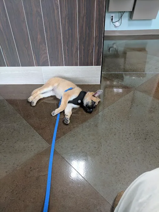 Wallburg Animal Hospital 6