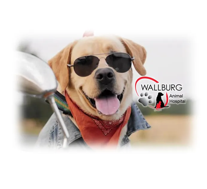 Wallburg Animal Hospital 3