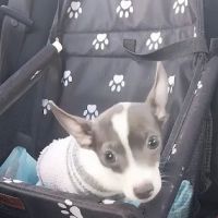 Jamestown Veterinary Hospital ico