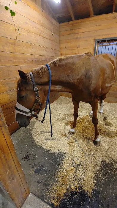 Southern Pines Equine Associates 4