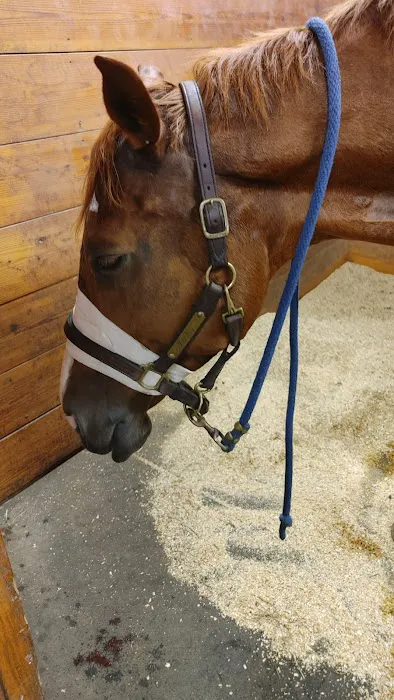 Southern Pines Equine Associates 5