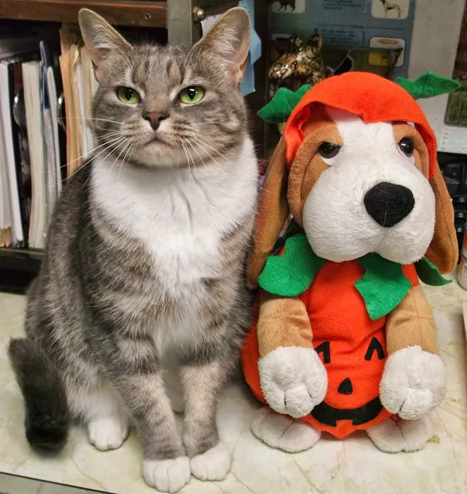 Tysor Veterinary Clinic 2