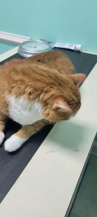 Third Street Veterinary Clinic 1