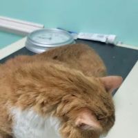 Third Street Veterinary Clinic ico