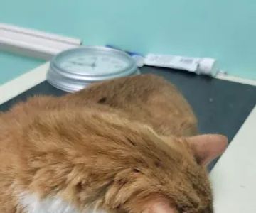 Third Street Veterinary Clinic