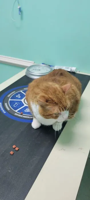 Third Street Veterinary Clinic 2