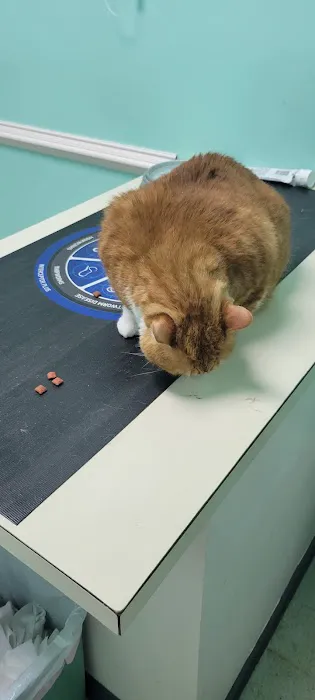 Third Street Veterinary Clinic 3