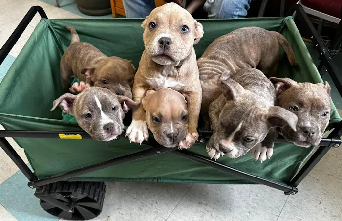 Third Street Veterinary Clinic 10