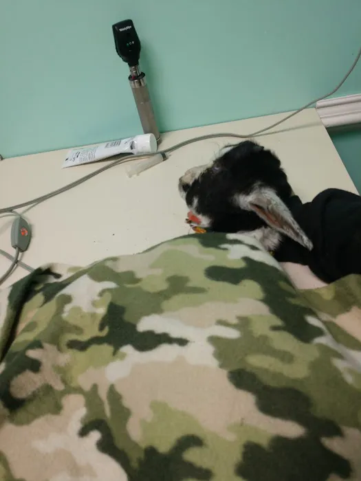 Third Street Veterinary Clinic 5